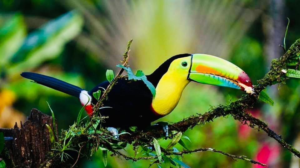 Mariposa Jungle Lodge ซานอิกนาซิโอ ภายนอก รูปภาพ